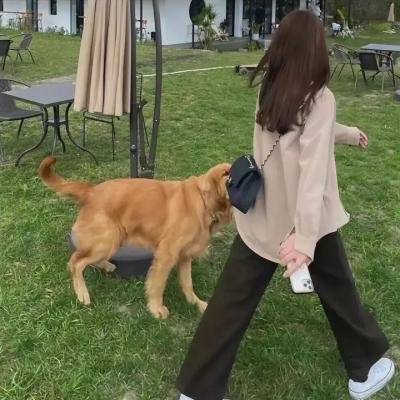 芦苇地